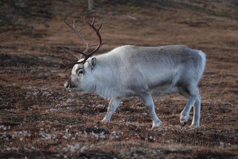 <i>Rangifer tarandus platyrhynchus</i> (Svalbard Reindeer)