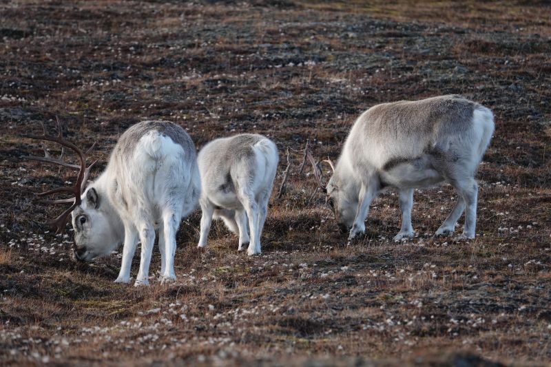 <i>Rangifer tarandus platyrhynchus</i> (Svalbard Reindeer)