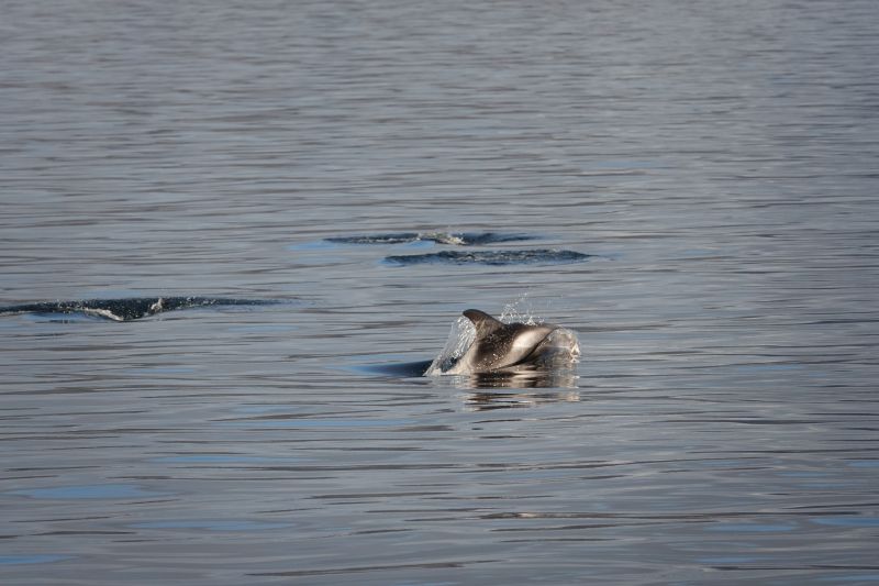 <i>Lagenorhynchus albirostris</i> (White-beaked Dolphin)