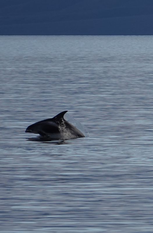 <i>Lagenorhynchus albirostris</i> (White-beaked Dolphin)