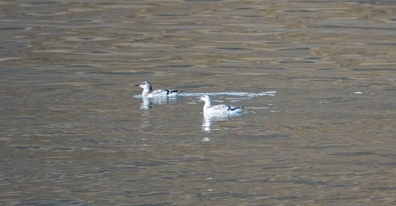 <i>Cepphus grylle</i> (Black Guillemot)
