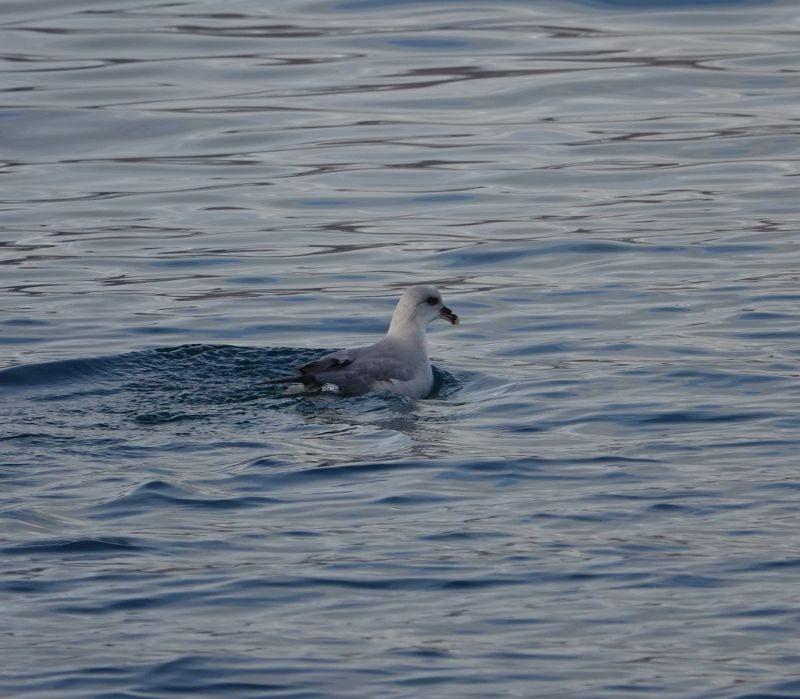 <i>Fulmarus glacialis</i> (Northern Fulmar)