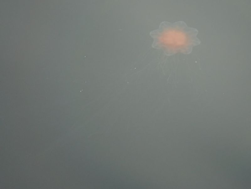 <i>Cyanea capillata</i> (Lion's Mane Jelly)
