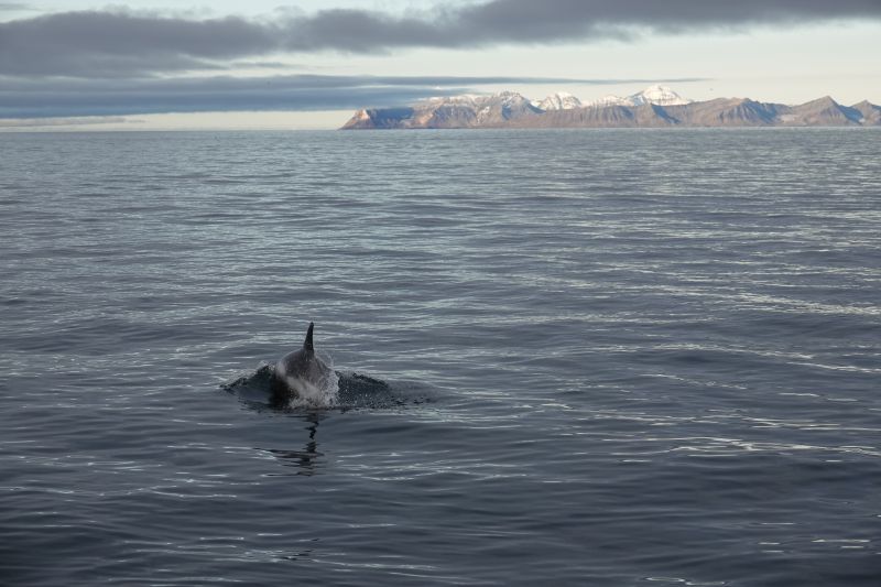 <i>Lagenorhynchus albirostris</i> (White-beaked Dolphin)