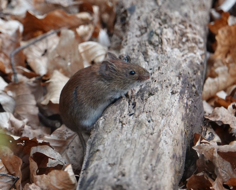 <i>Myodes glareolus</i> (Bank Vole)