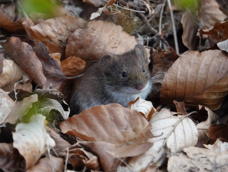 <i>Myodes glareolus</i> (Bank Vole)